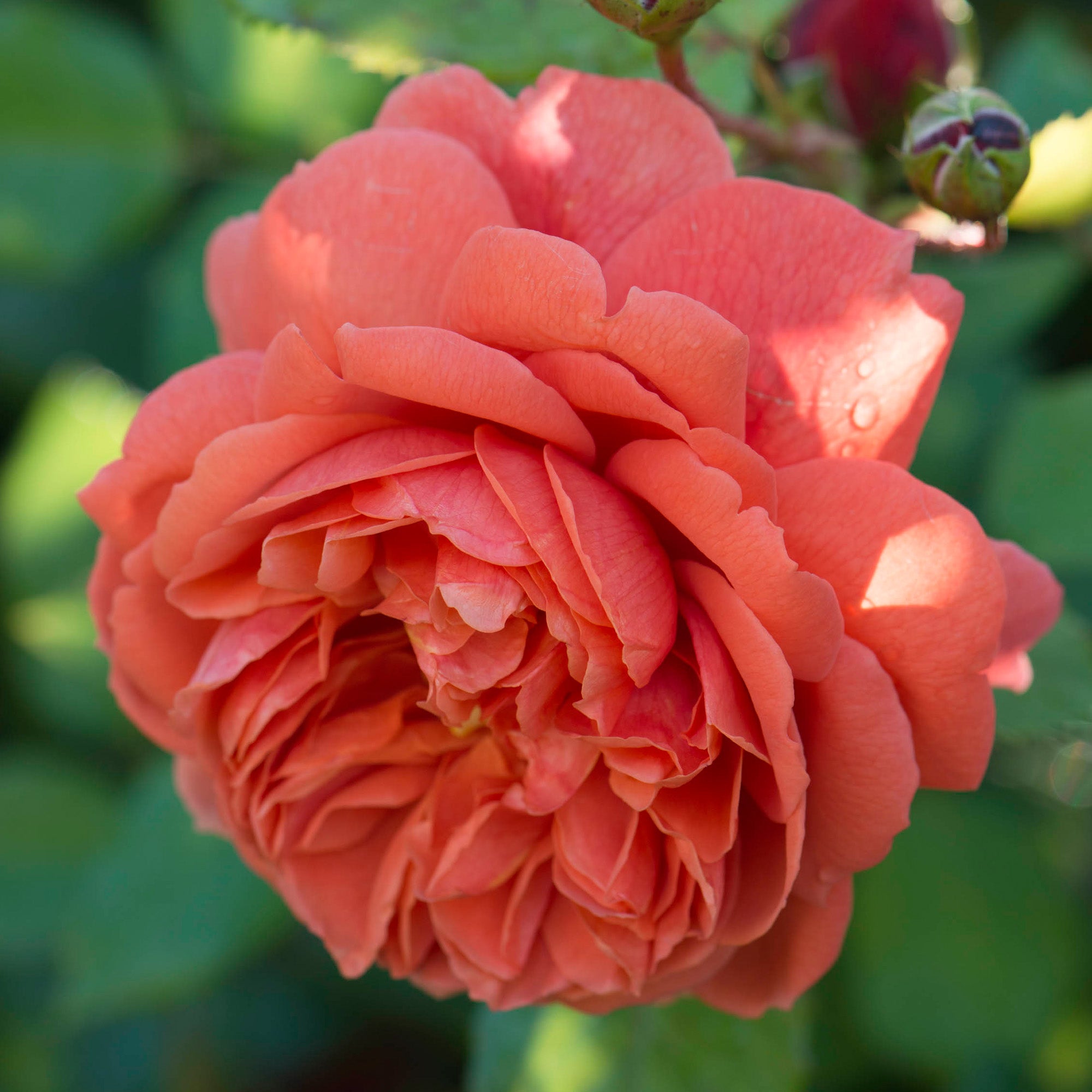 Summer Roser Summer Song (Austango) | English Shrub Rose | David Austin Roses