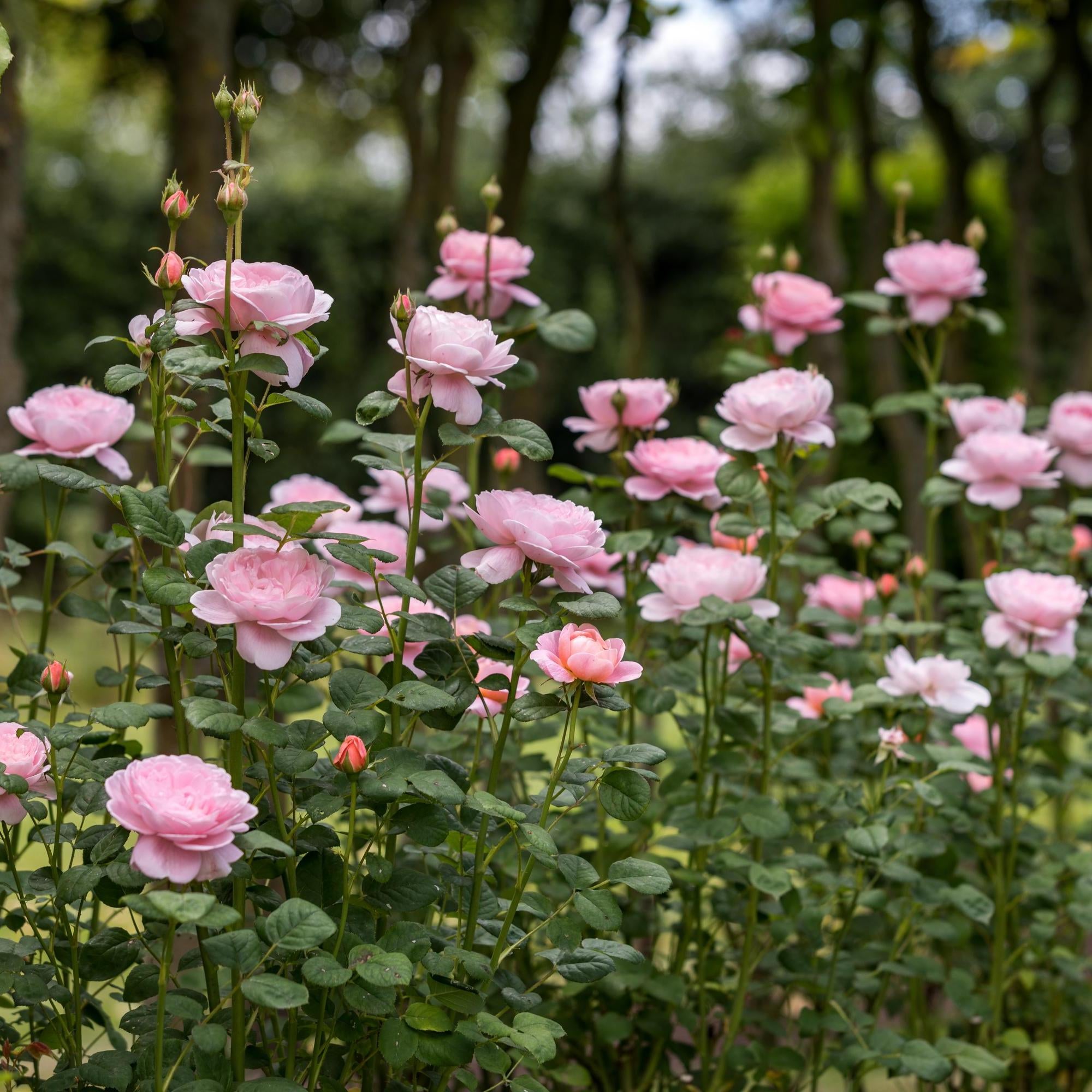English Spring Roses Queen of Sweden (Austiger) | English Shrub Rose | David Austin Roses