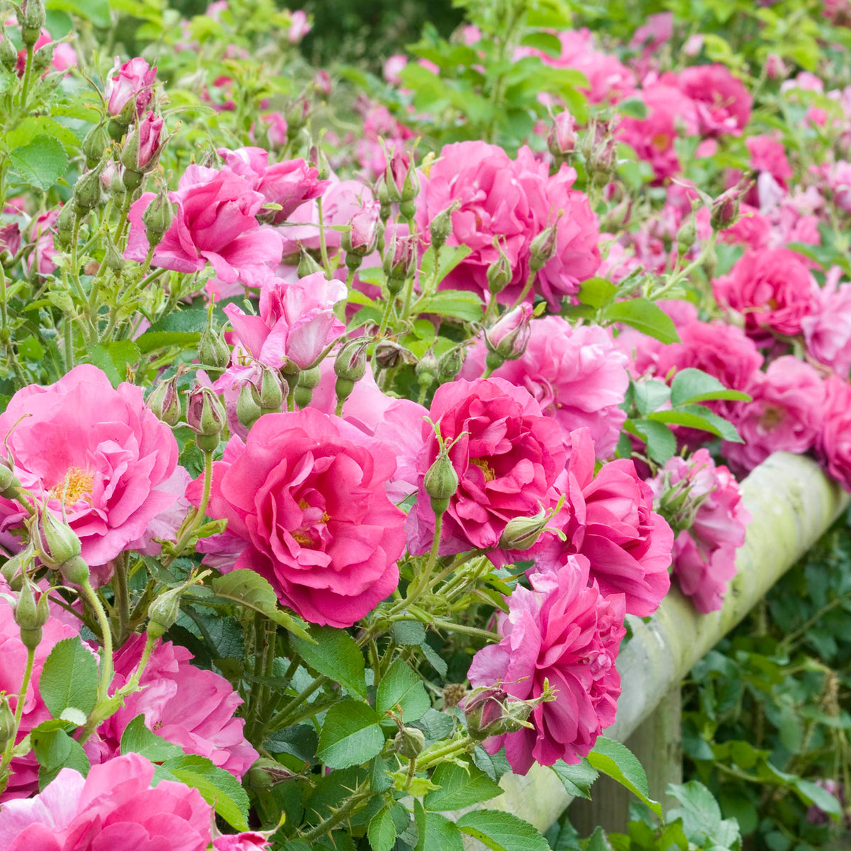 Wild Edric (Aushedge) | English Shrub Rose | David Austin Roses