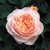 Sweet Juliet