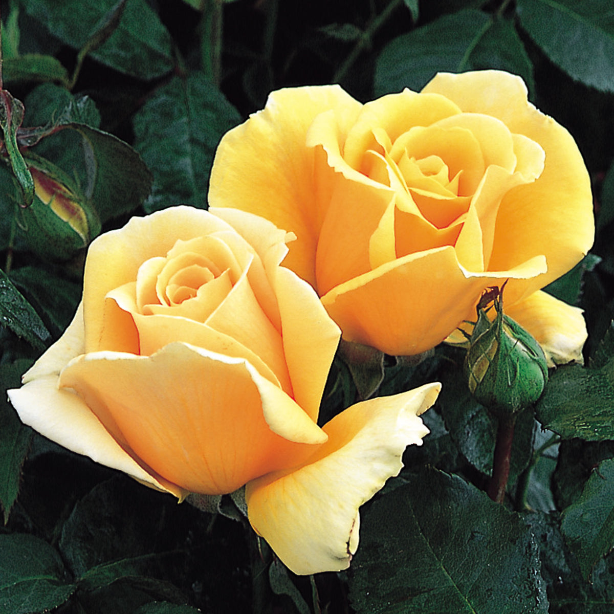 Tea Roses Yellow Hybrid Tea Rose s | David Austin Roses