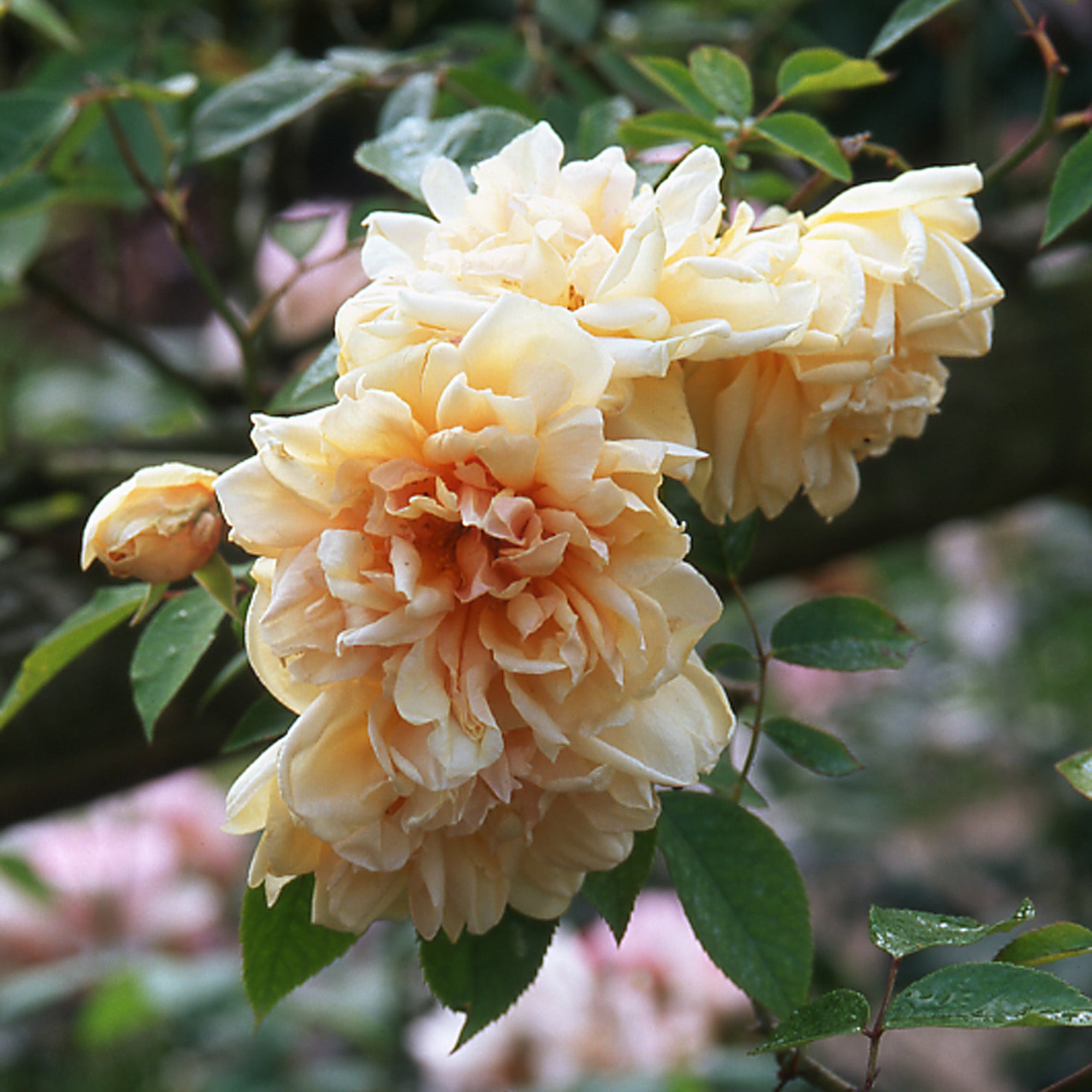 Réve d’Or