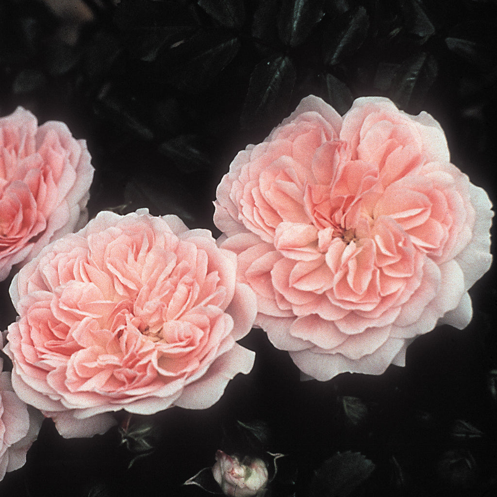 County Series Roses Ground Cover Roses | David Austin Roses