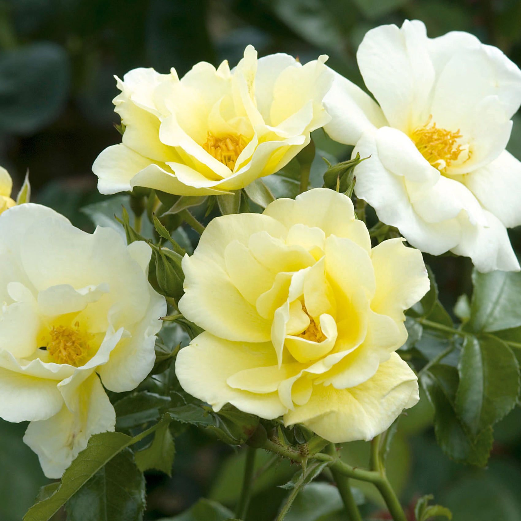 Patio Roses | David Austin Roses