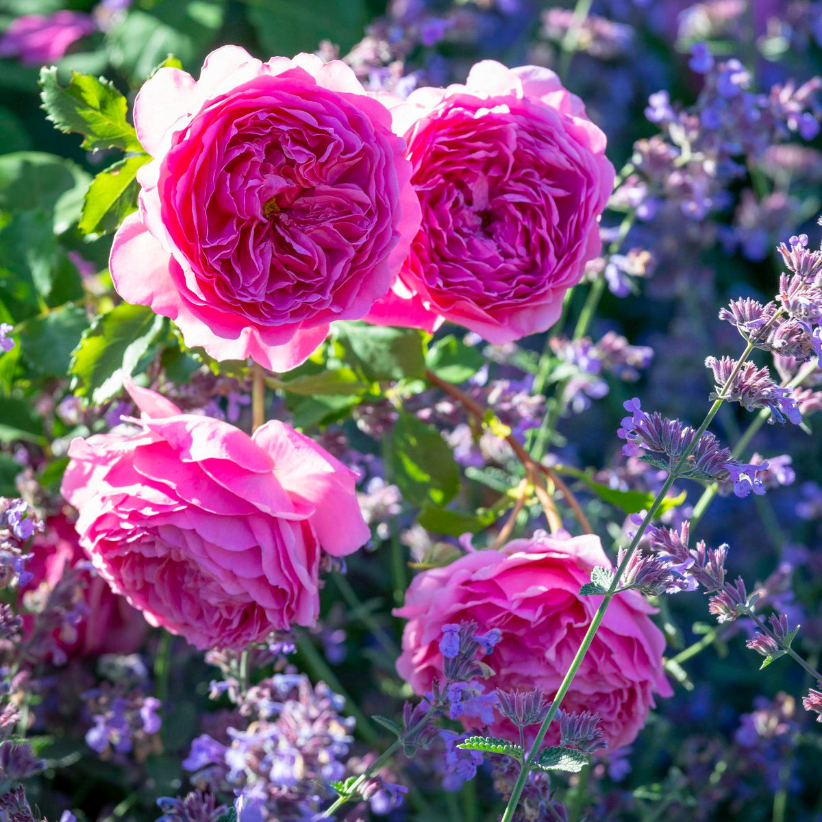 Ehglish Roses Princess Alexandra of Kent (Ausmerchant) | English Shrub Rose | David ...