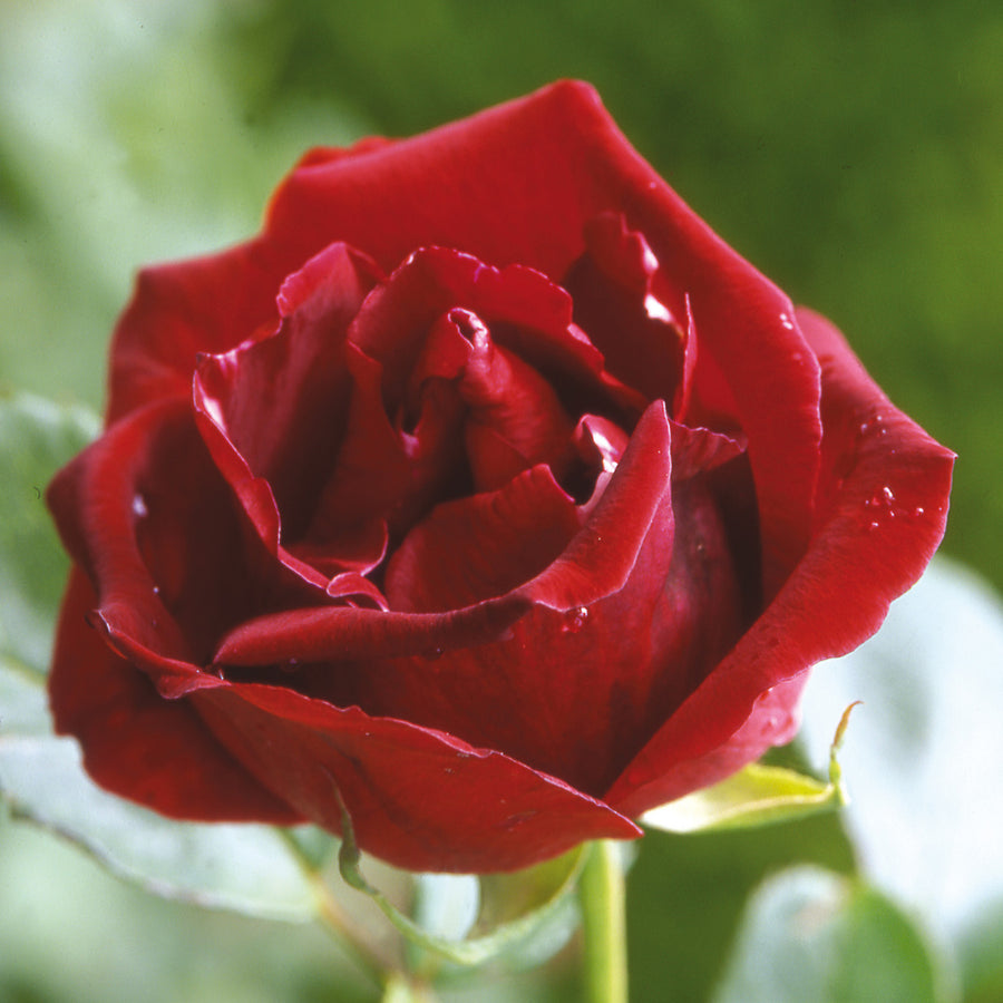 Red Climbing Rose | David Austin Roses