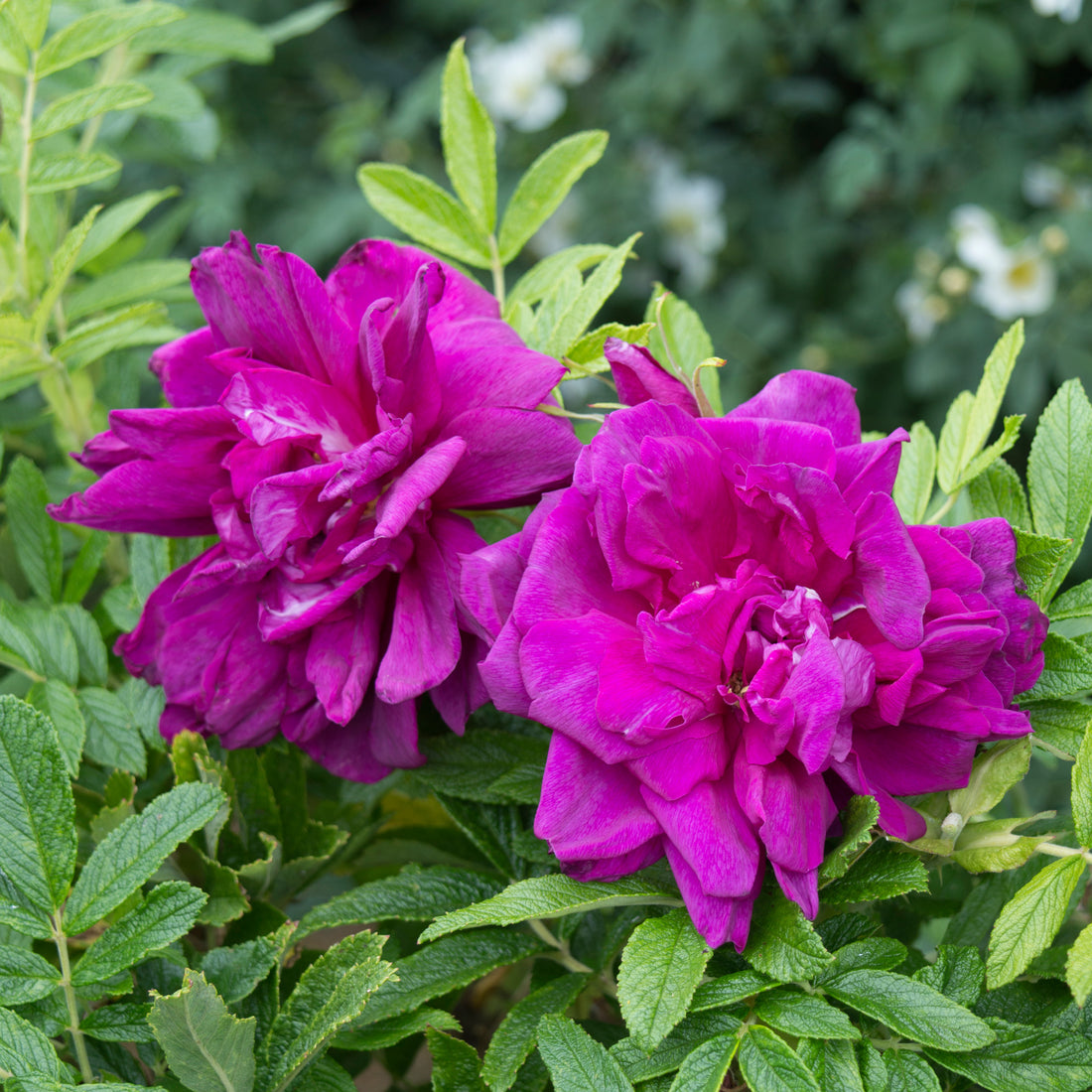 Fragrant Rugosa Roses Rosa Rugosa Rose | David Austin Roses