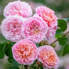 Scents of summer bundle