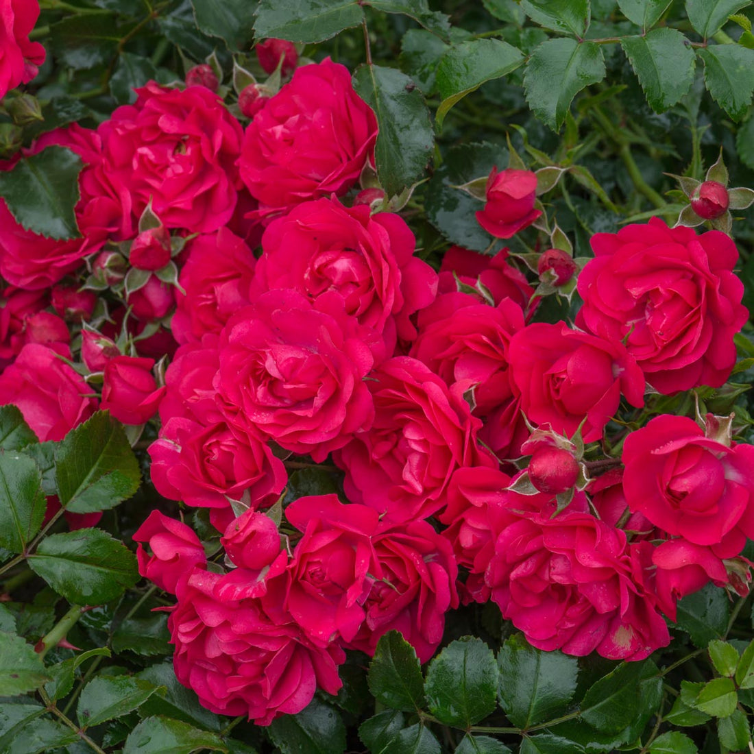 County Series Roses Lancashire | Ground Cover Rose | David Austin Roses
