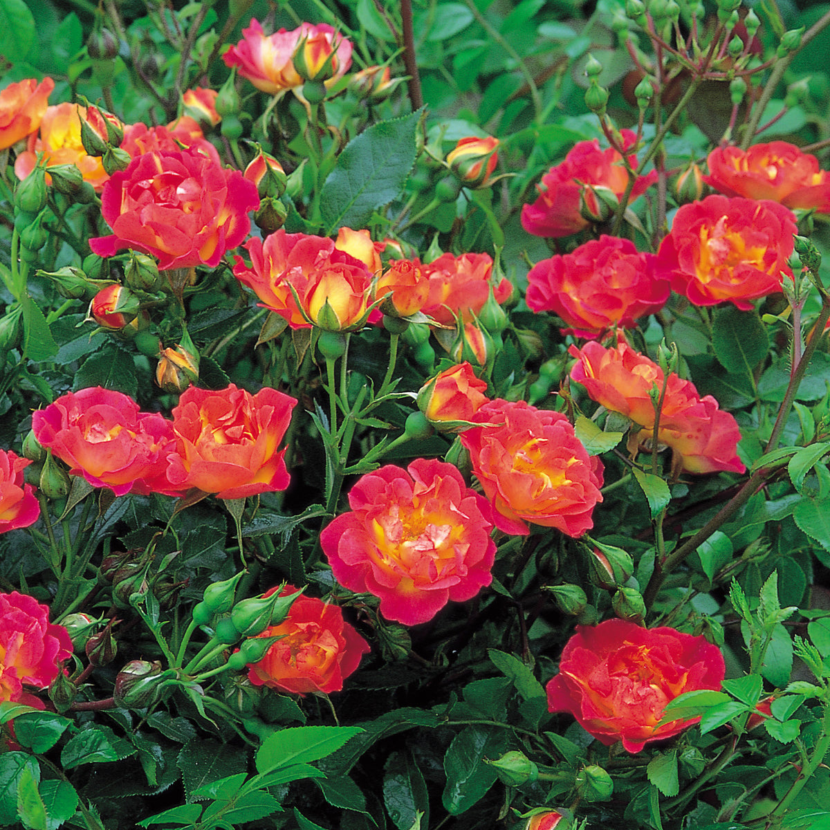 Ground Cover Roses | David Austin Roses