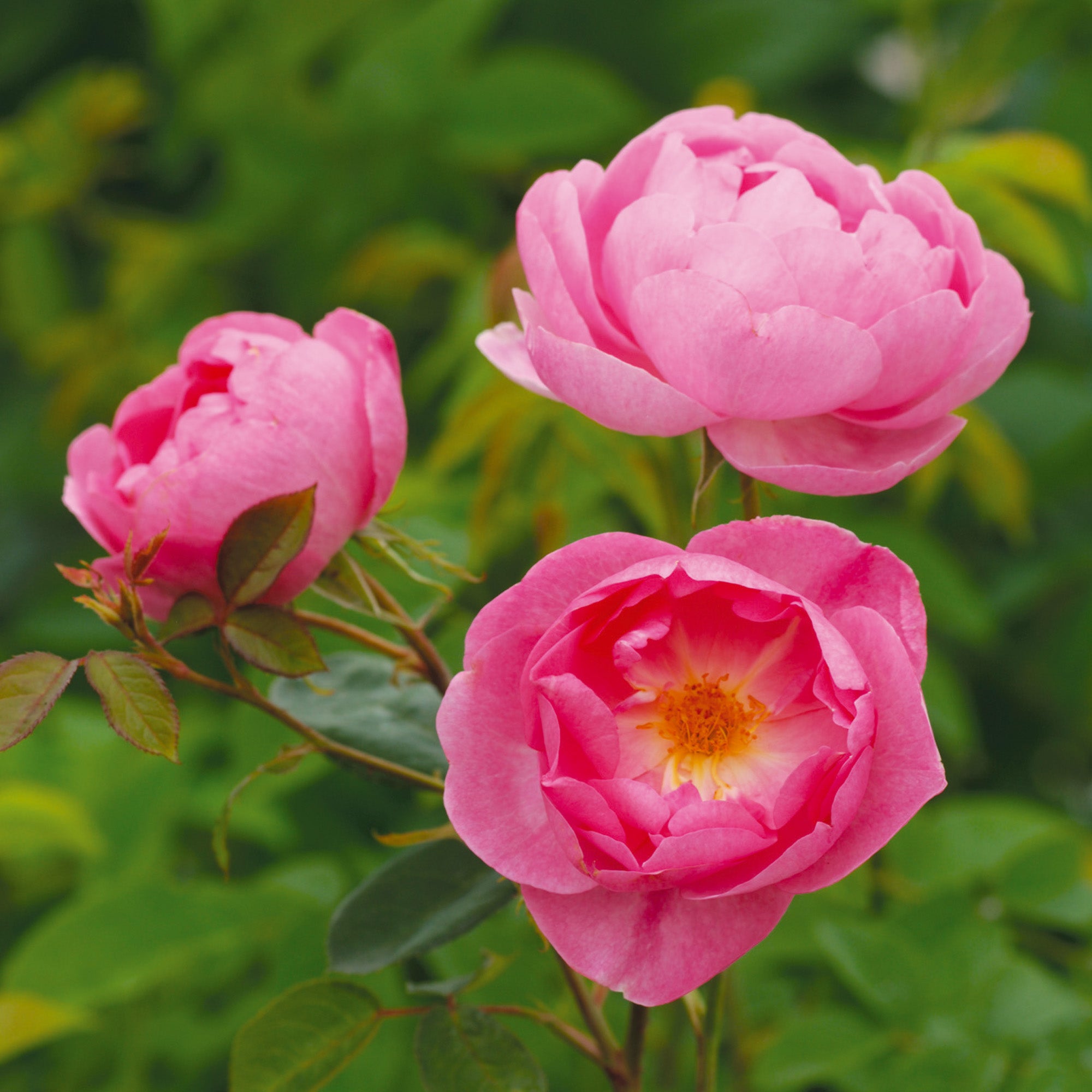 Skylark (Ausimple) | English Shrub Rose | David Austin Roses