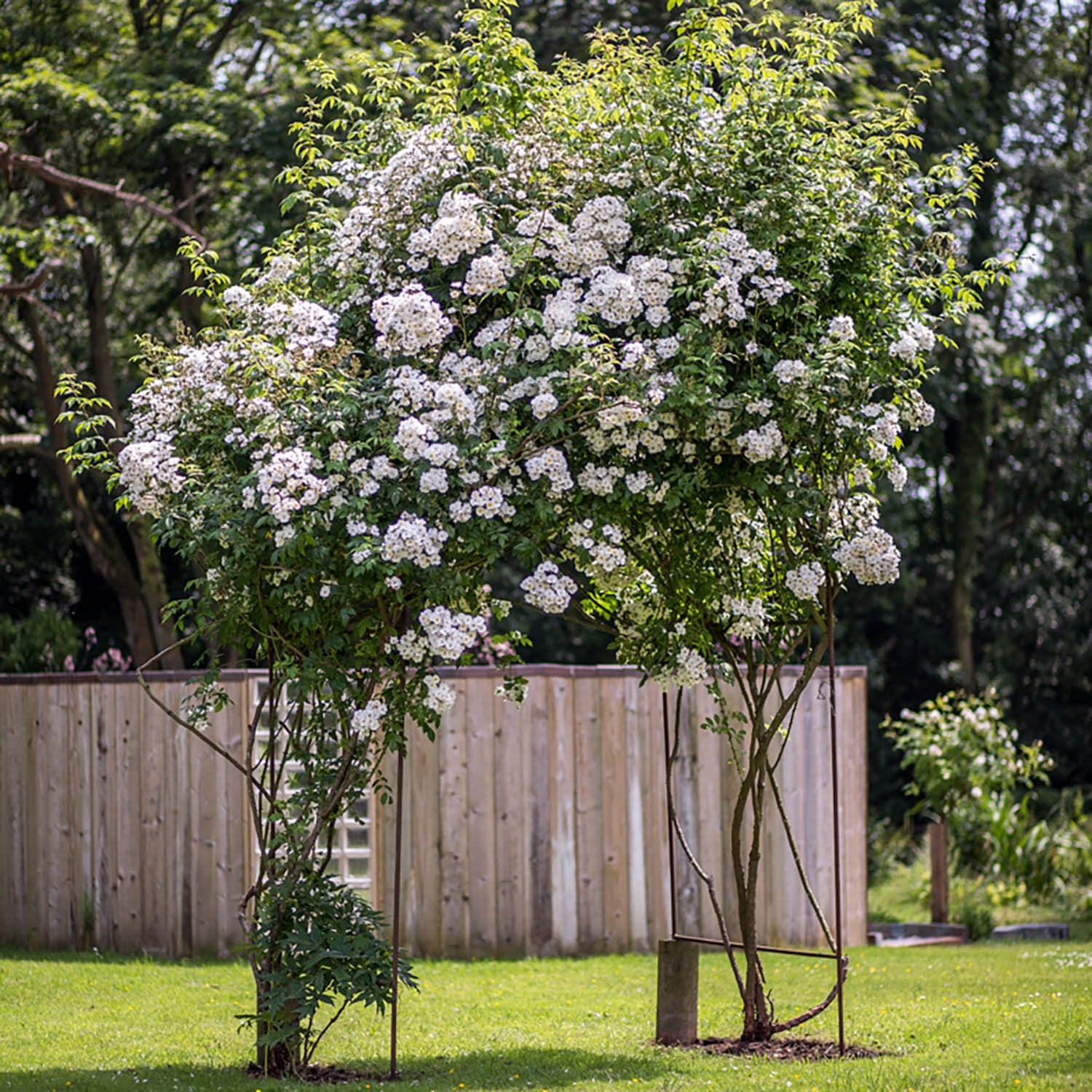 Rumbling Rector Róza Rambling Rector | Rambling Rose | David Austin Roses