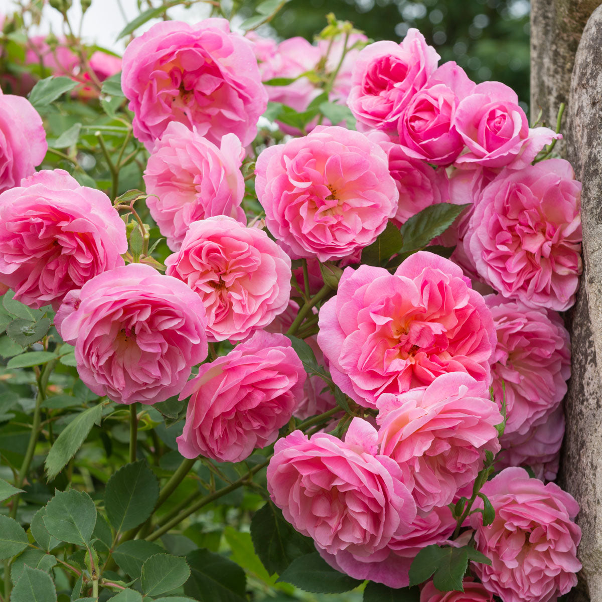 Hyde Hall Hedging Bundle