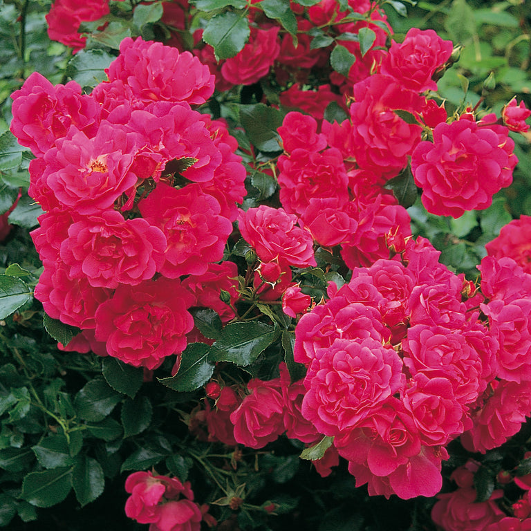 Ground Cover Roses | David Austin Roses