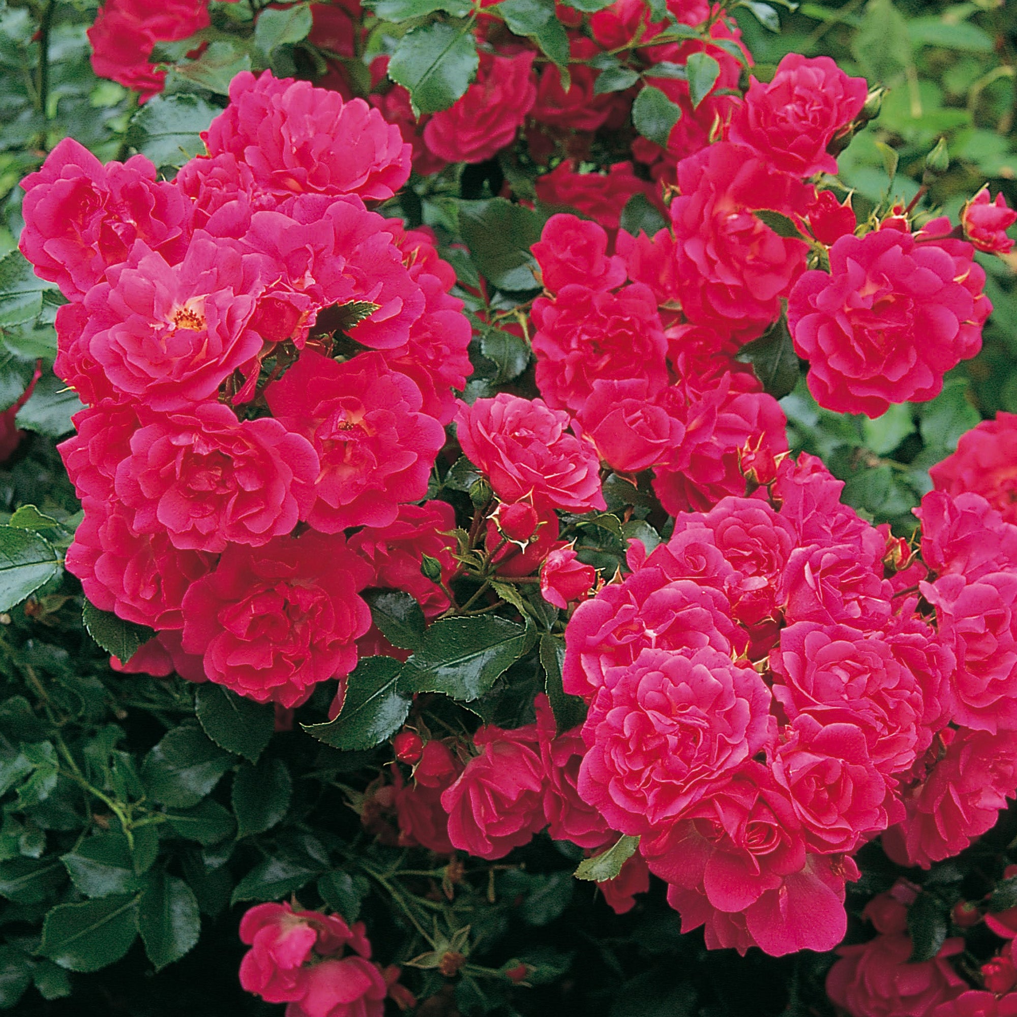 Flower Carpet | Ground Cover Rose | David Austin Roses