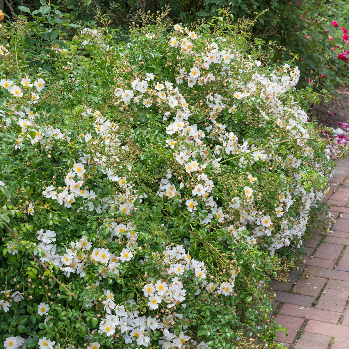 What Are Ground Roses Ground Cover Roses | David Austin Roses