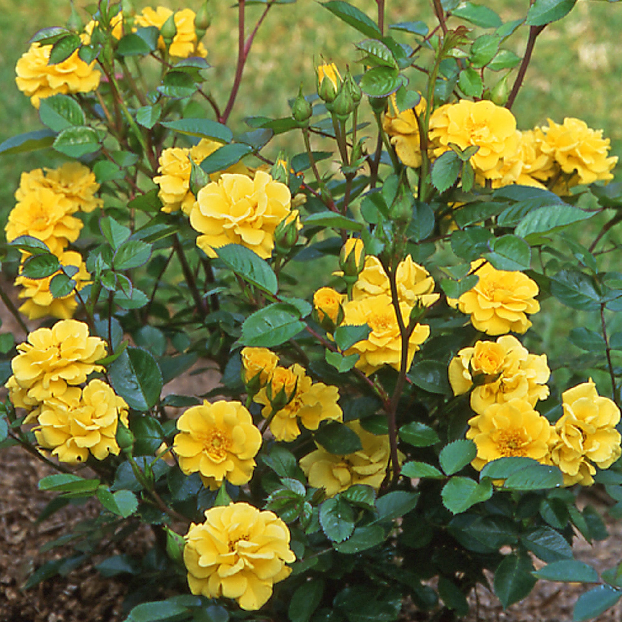 Qahrub Roses Yellow Shrub Roses