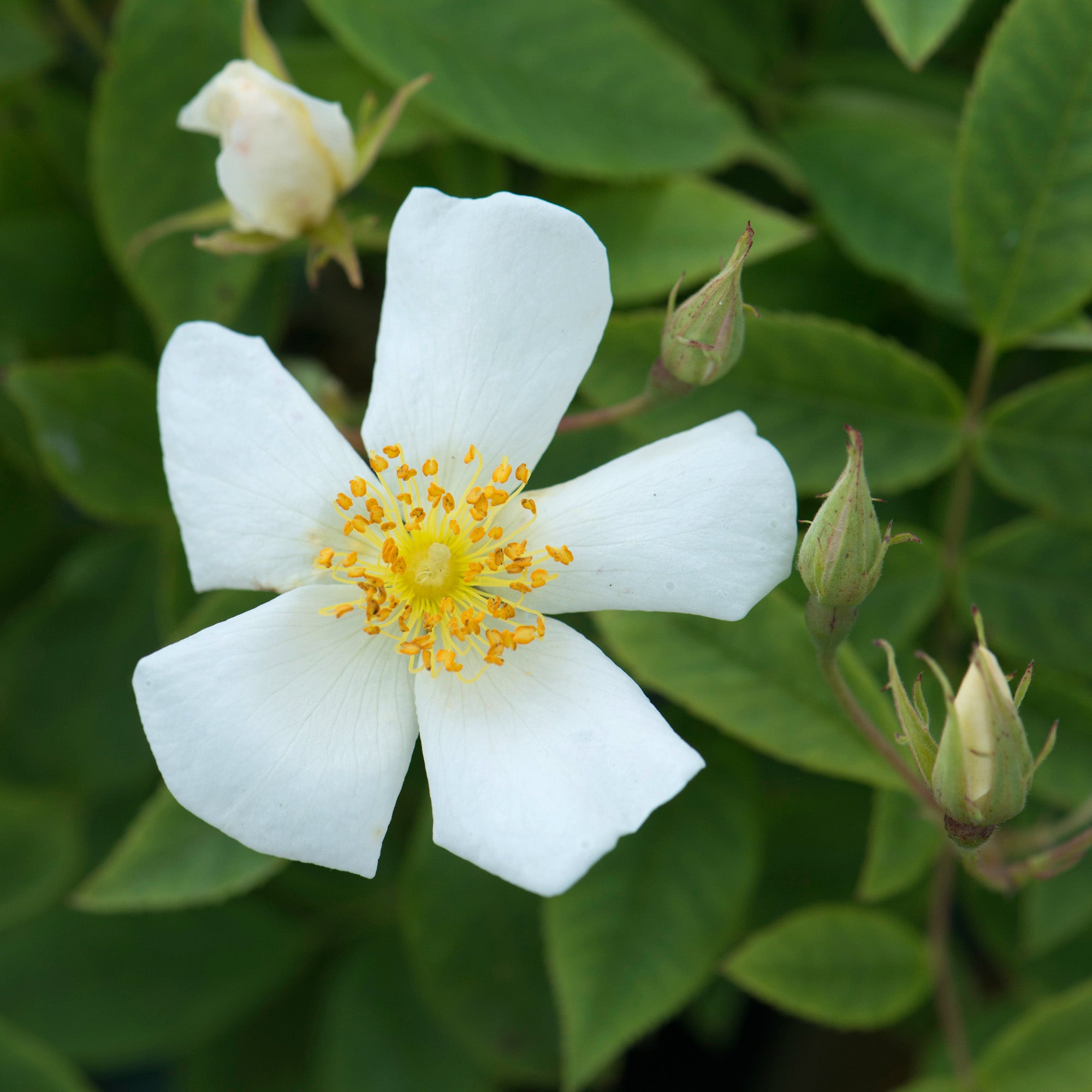 R. moschata | Rambling Rose | David Austin Roses