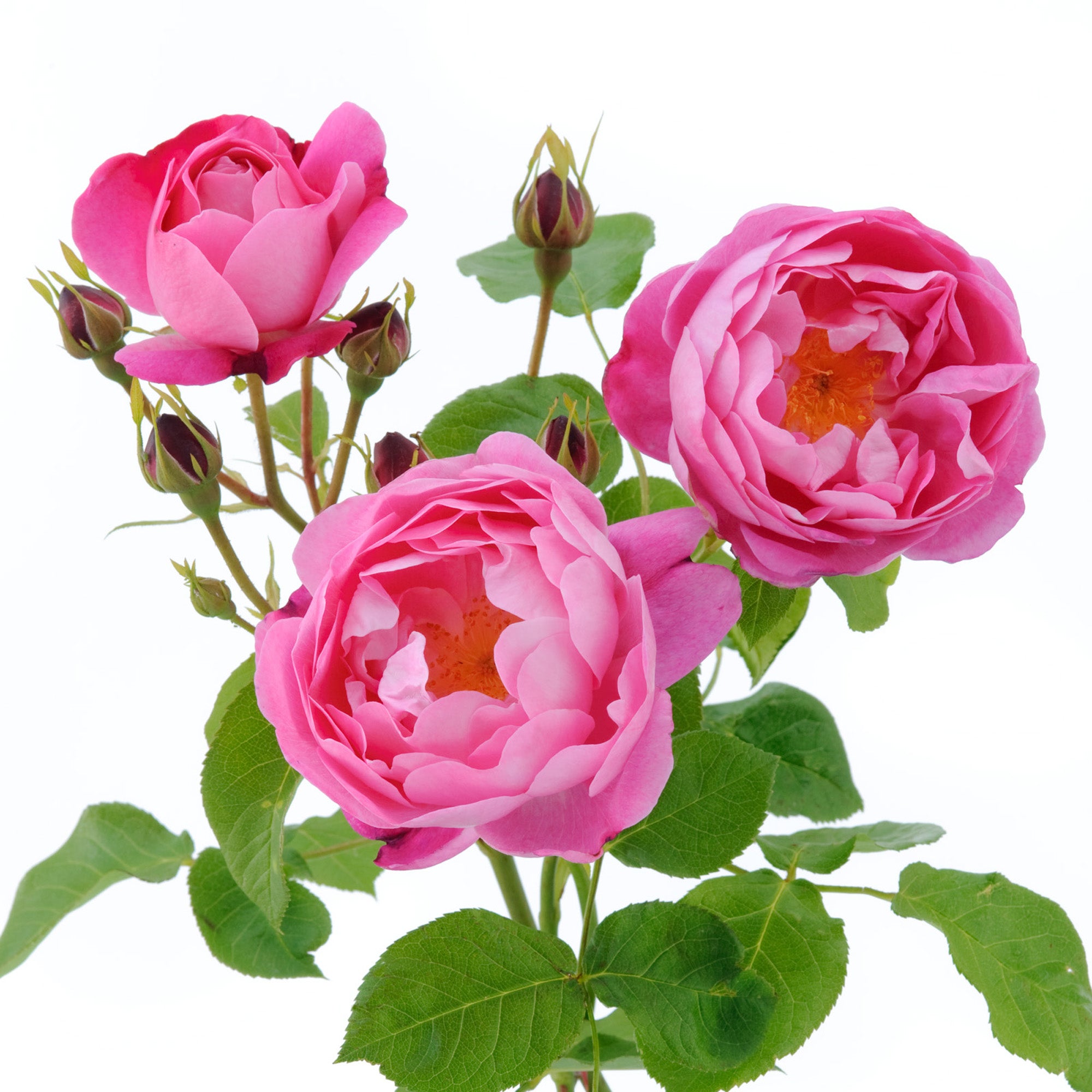 Corvedale (Ausnetting) | English Shrub Rose | David Austin Roses