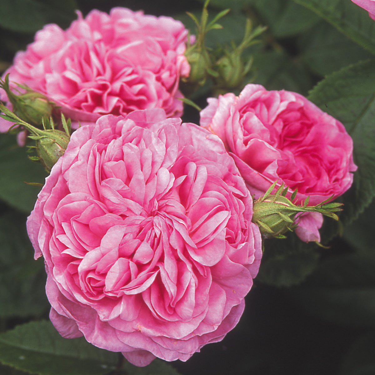 Damask Roses | David Austin Roses