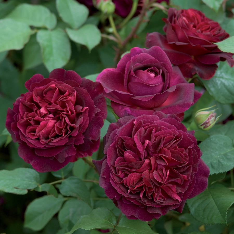 Munstead Wood (Ausbernard) | English Shrub Rose | David Austin Roses