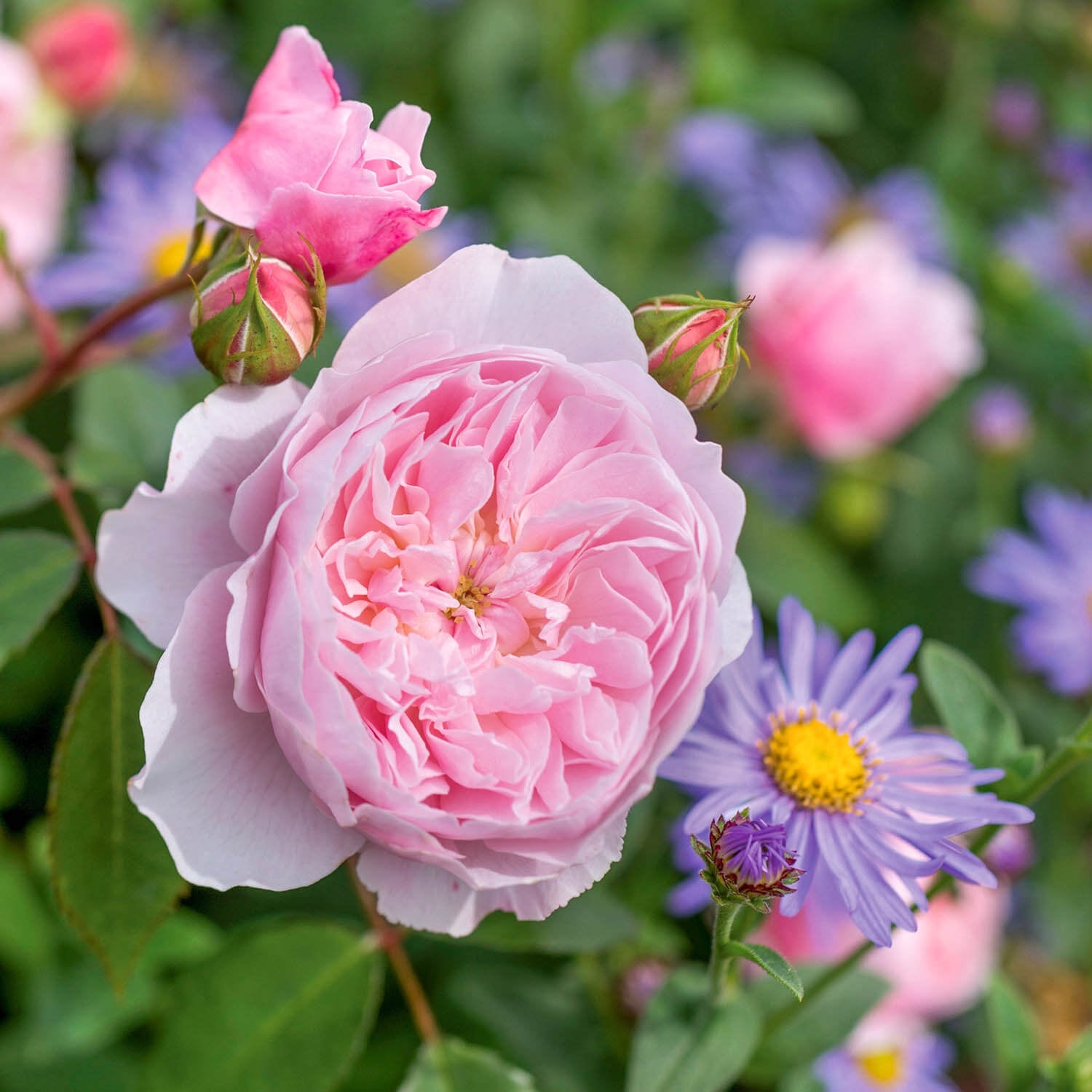 Wisley 2008®
