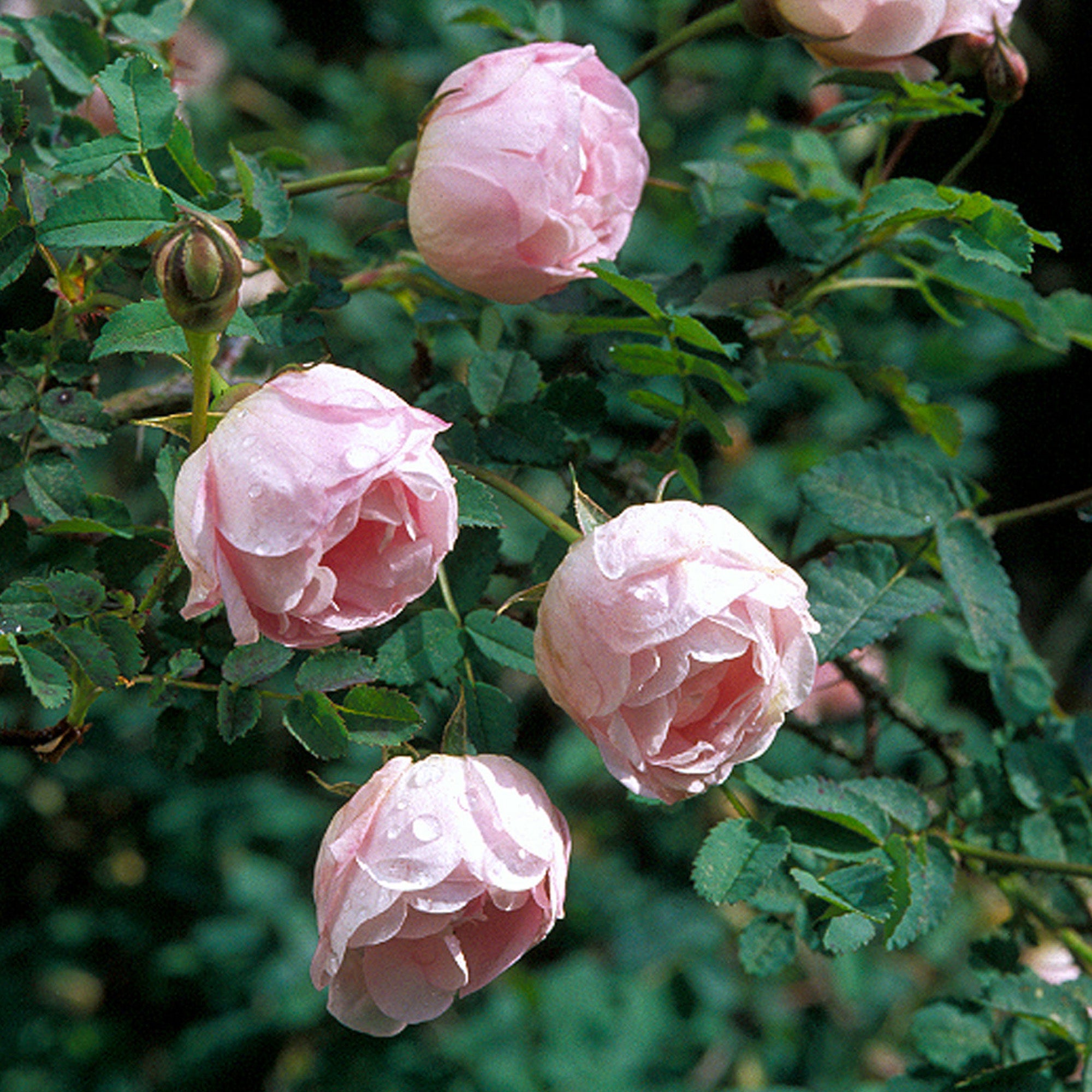 R. spin. 'Falkland'