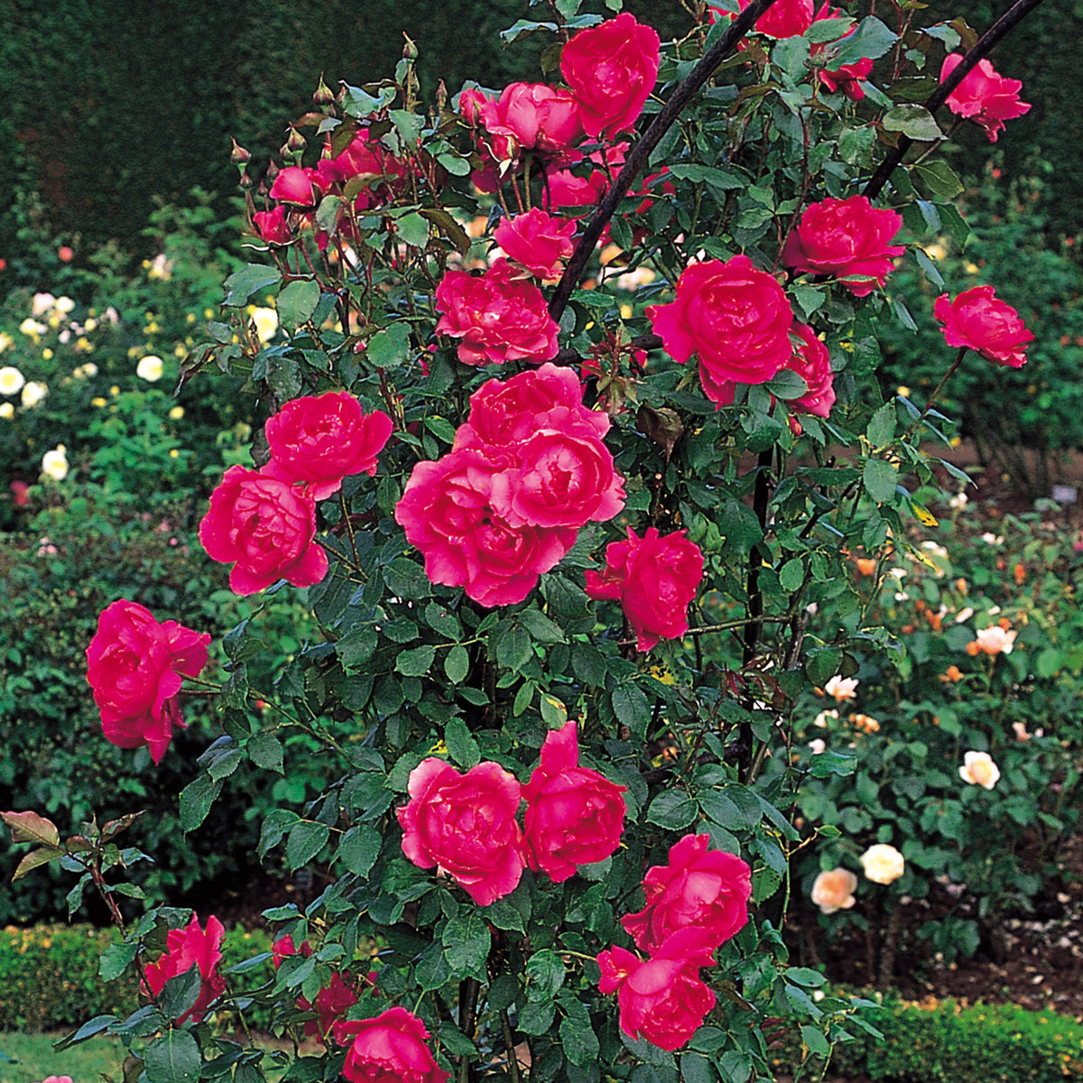 Parade | Climbing Rose | David Austin Roses