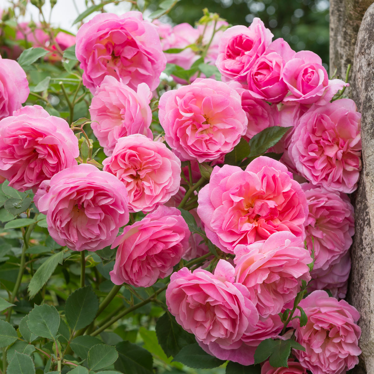 Qahrub Roses Hyde Hall (Ausbosky) | English Shrub Rose | David Austin Roses