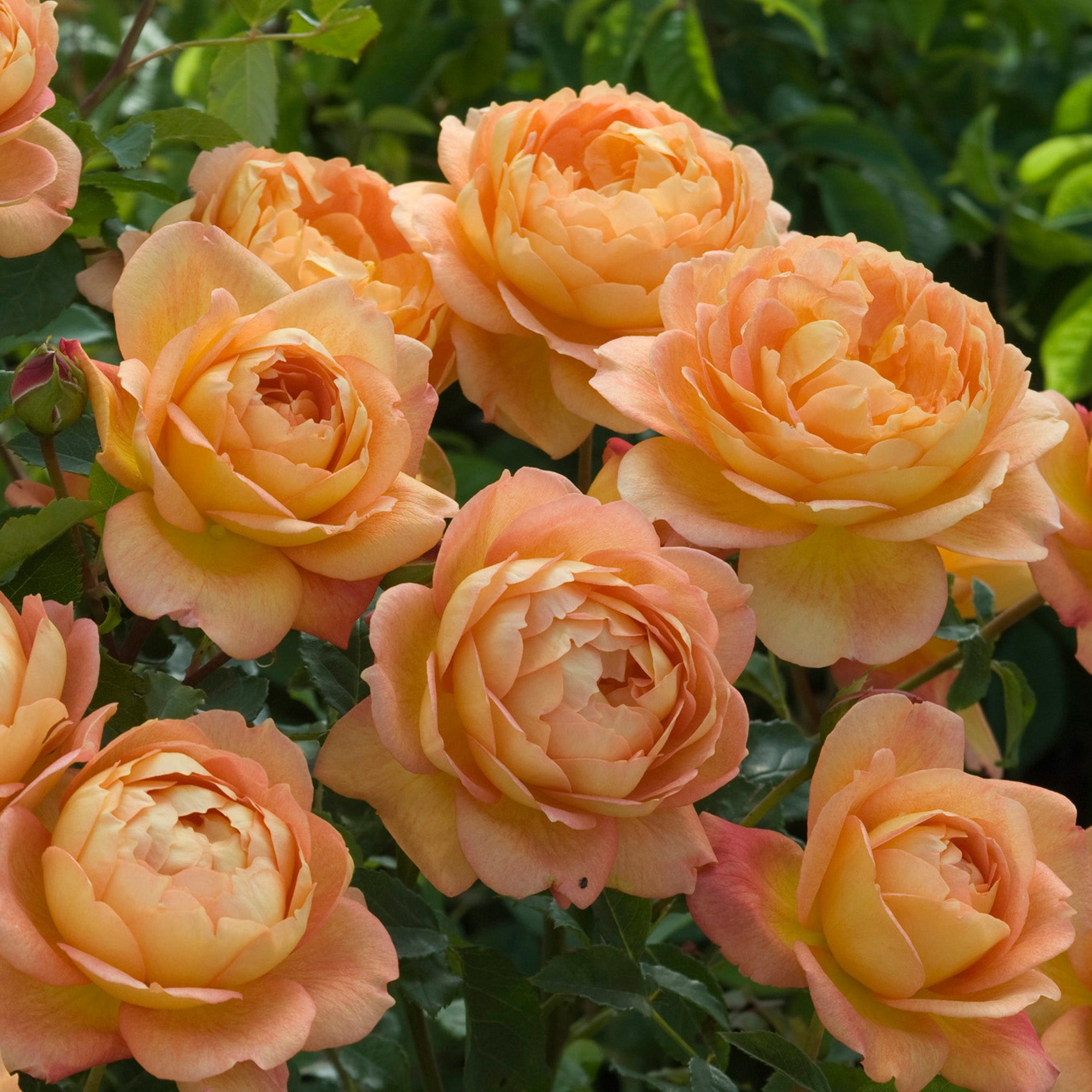 Lady Of Shalott English Standard Rose David Austin Roses lady-of-shalott-english-standard-rose-david-austin-roses