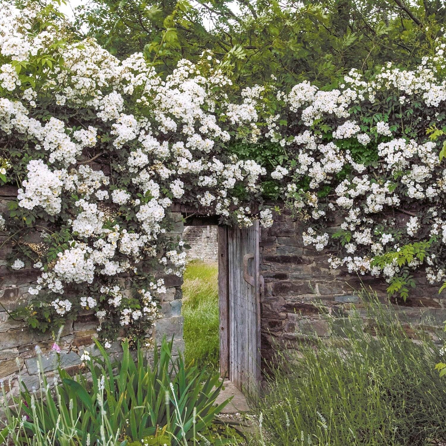 Rambling Rector | Rambling Rose | David Austin Roses