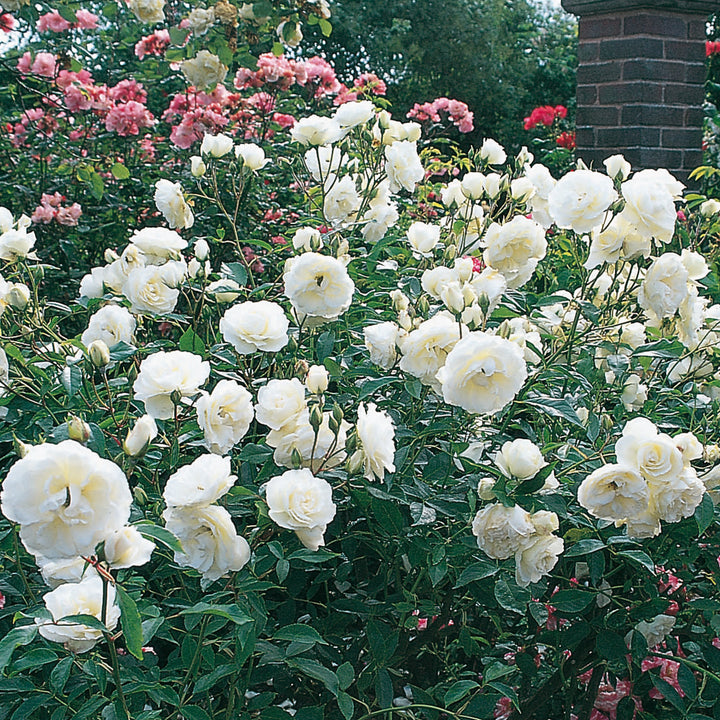 Iceberg | Floribunda | David Austin Roses