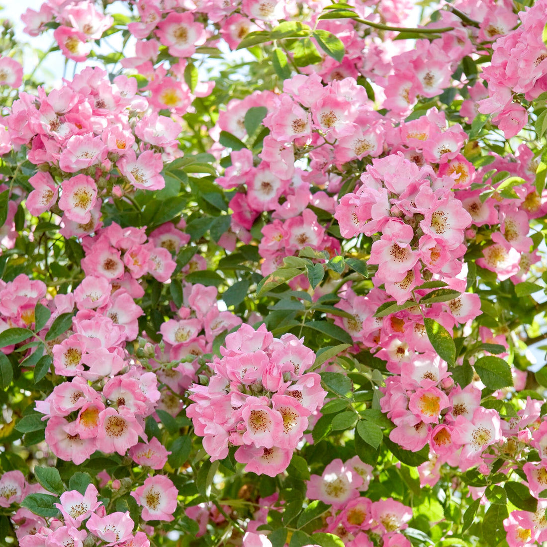 10 Single Roses Single Roses | David Austin Roses