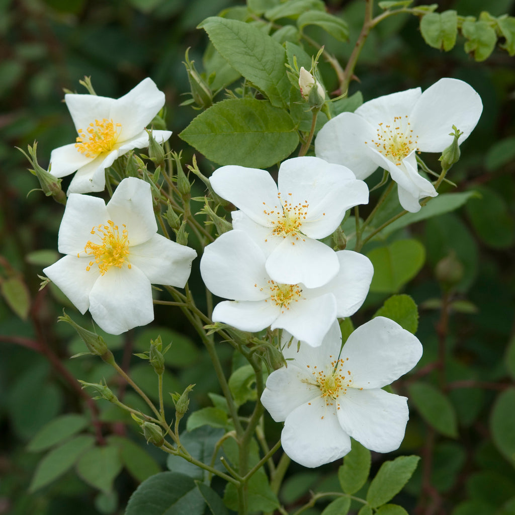 R. moschata | Rambling Rose | David Austin Roses