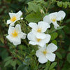 R. moschata