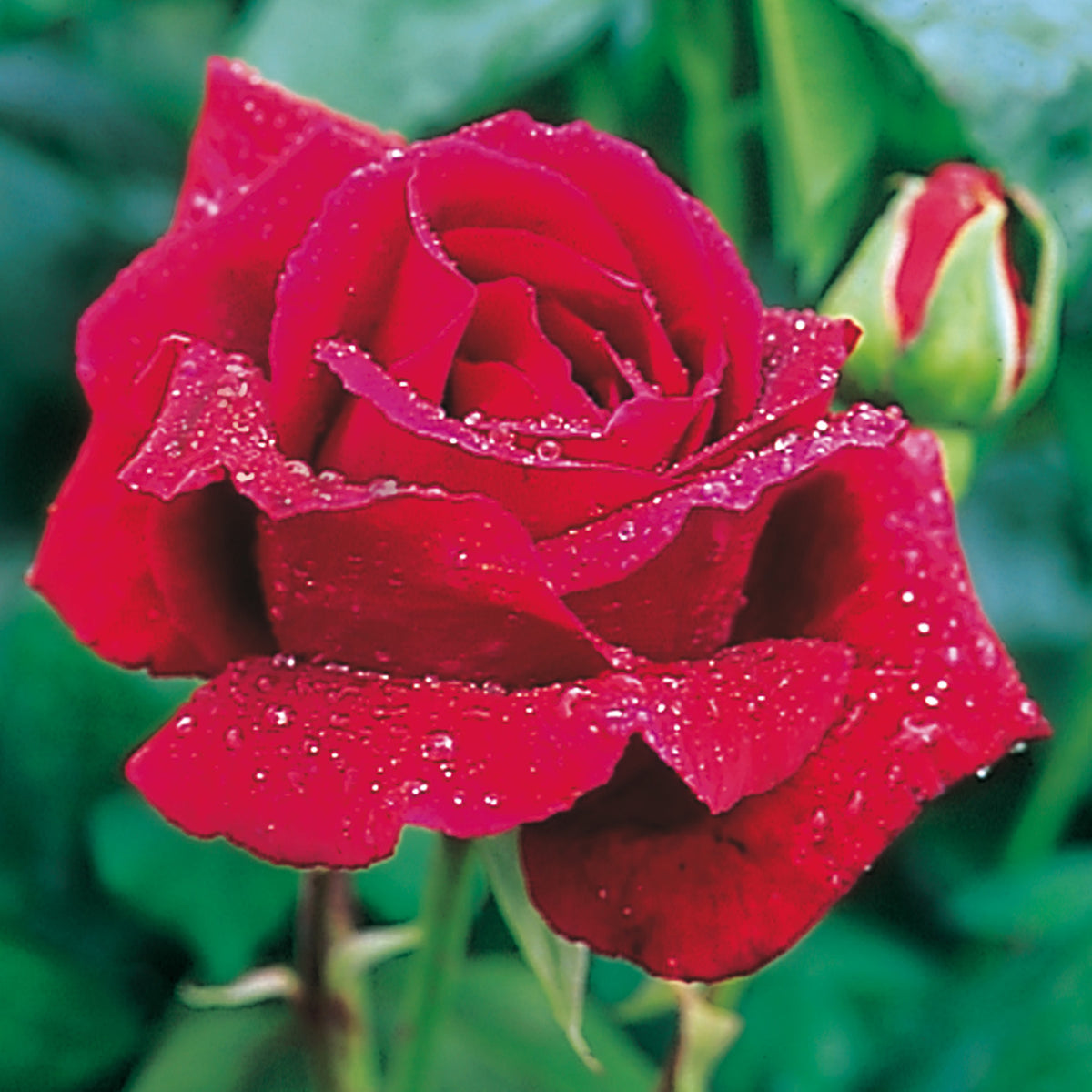 Red Climbing Rose | David Austin Roses