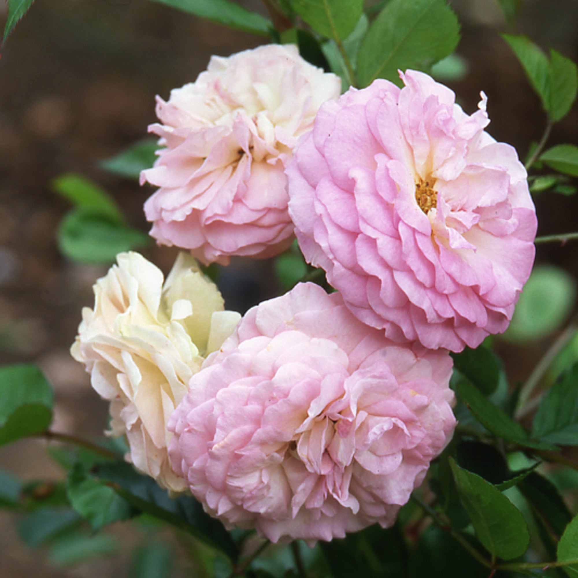 Pink Prosperity