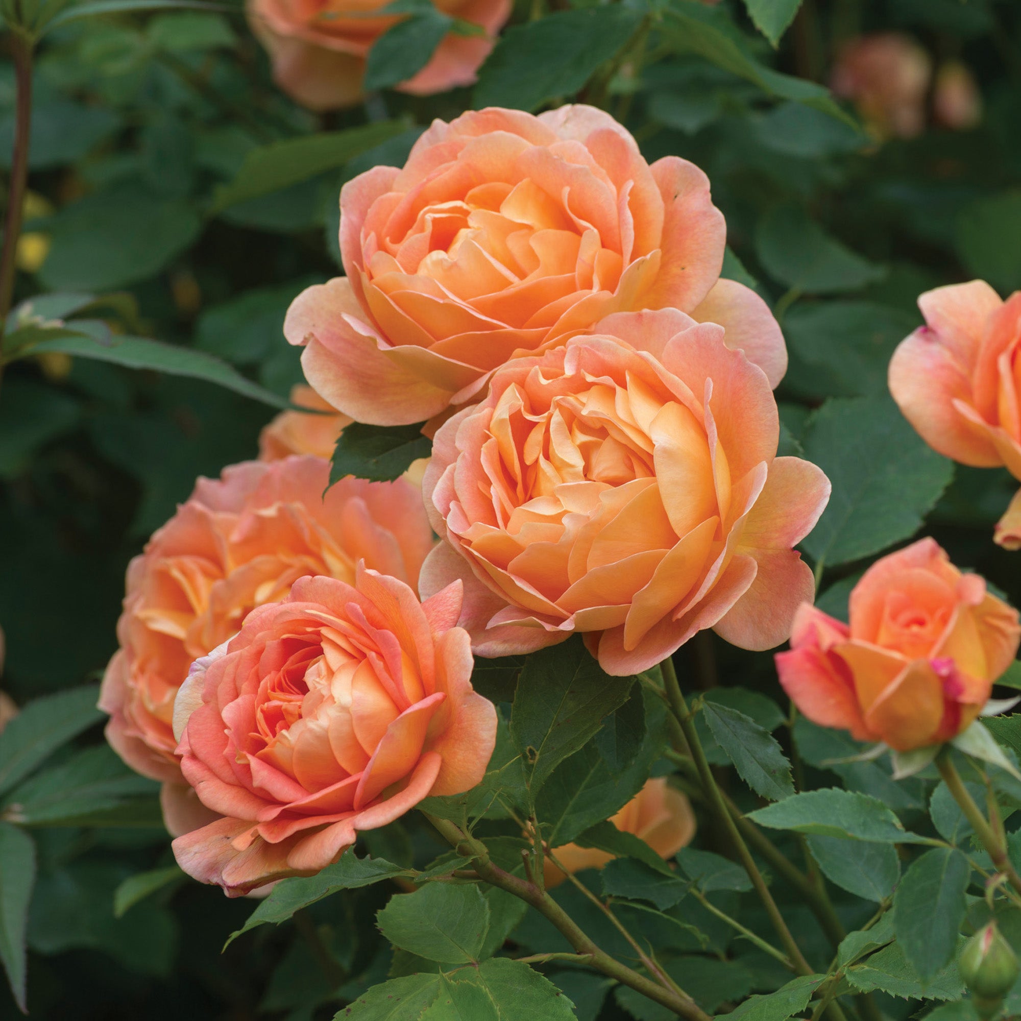 Lady Of Shalott English Standard Rose David Austin Roses lady-of-shalott-english-standard-rose-david-austin-roses