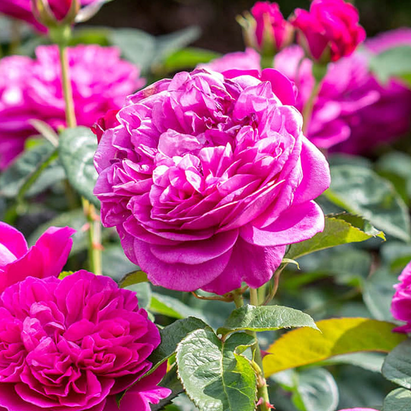 James L. Austin (Auspike) | English Standard Tree Rose | David Austin Roses