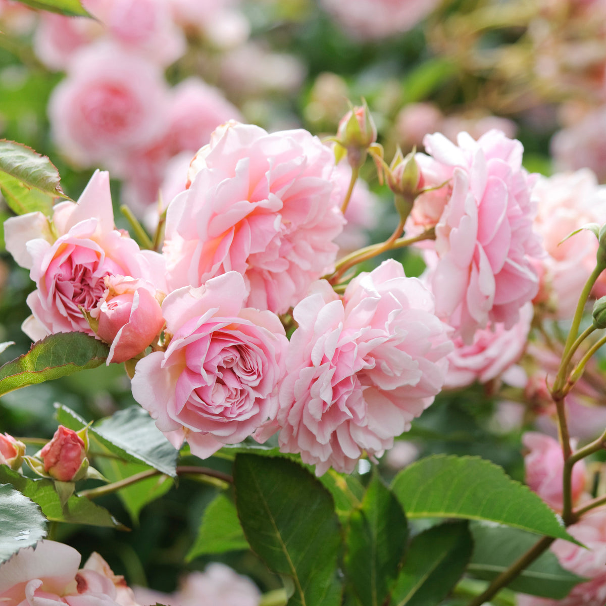 Hybrid Musk Roses | David Austin Roses