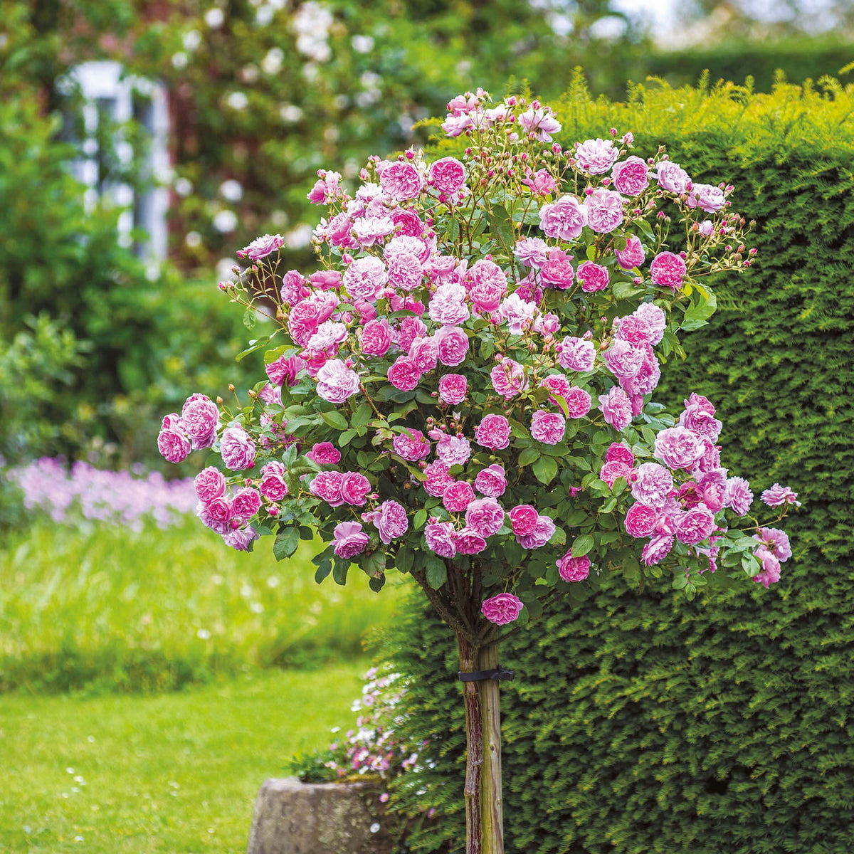 How Big Do Tree Roses Standard Tree Roses | Rose Trees | David Austin Roses