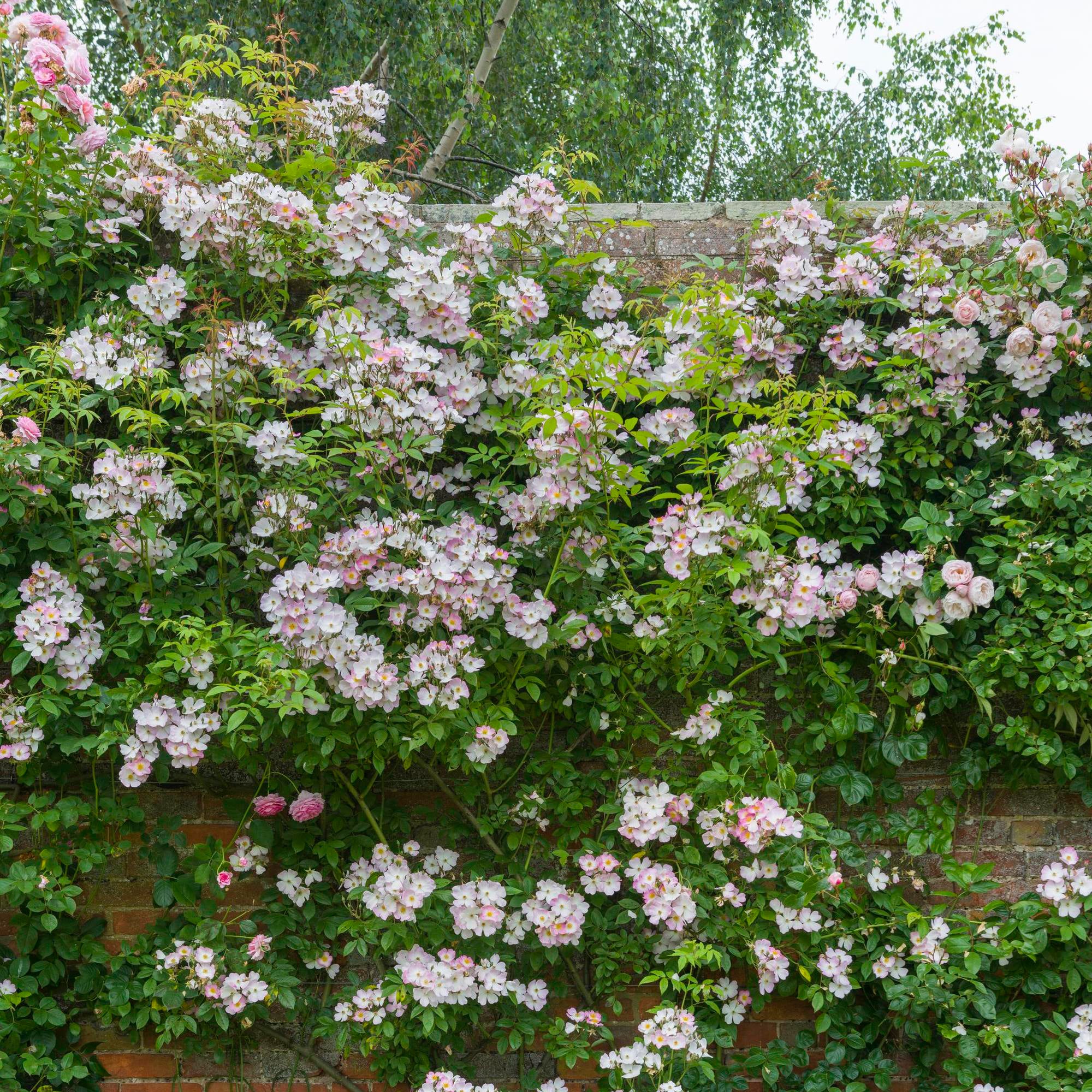 Francis E. Lester | Rambling Rose | David Austin Roses