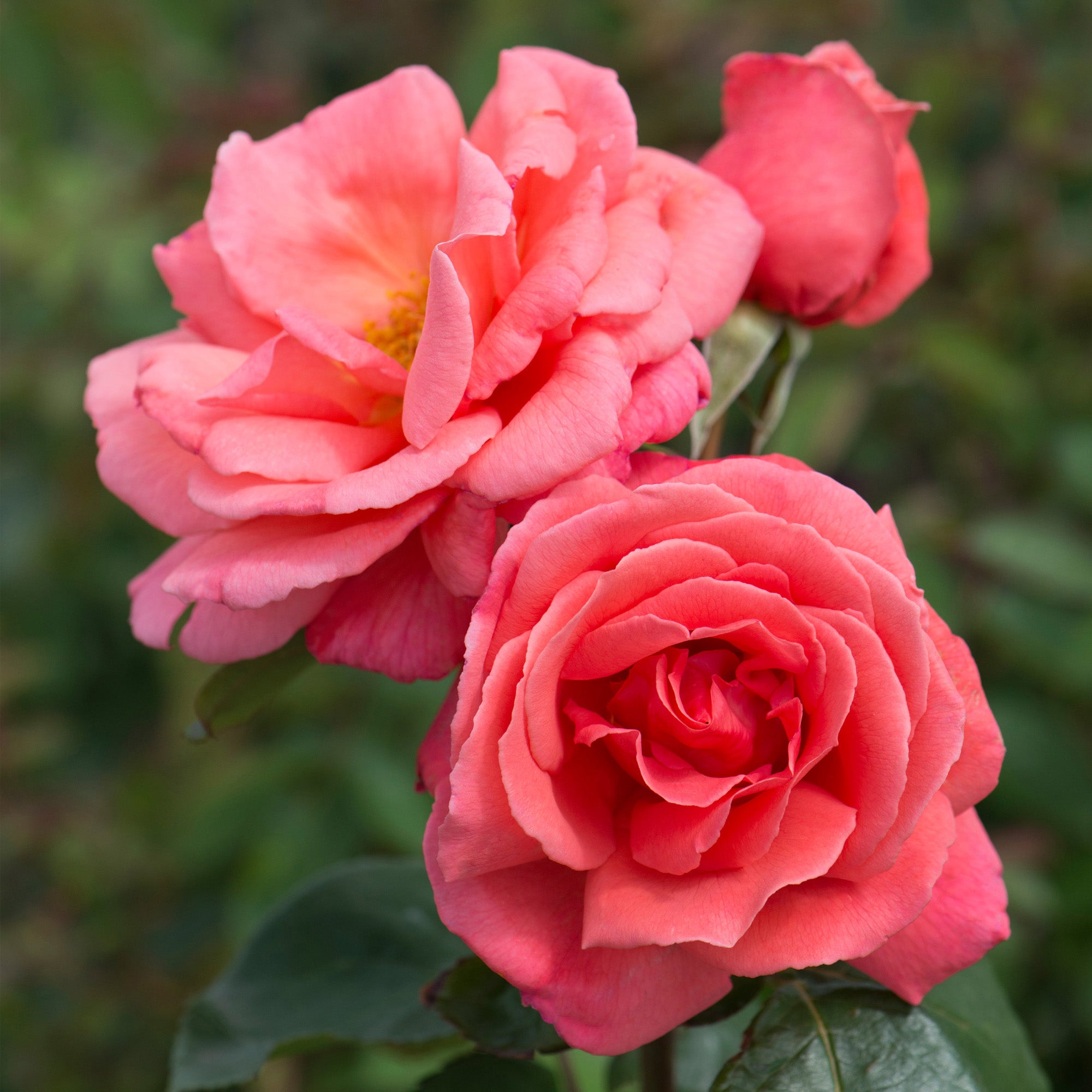 Salmon Colored Roses Salmon Pink Rose Hi Res Stock Photography And