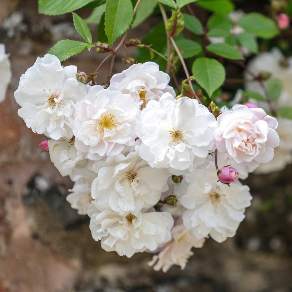 Rambling Roses - David Austin roses