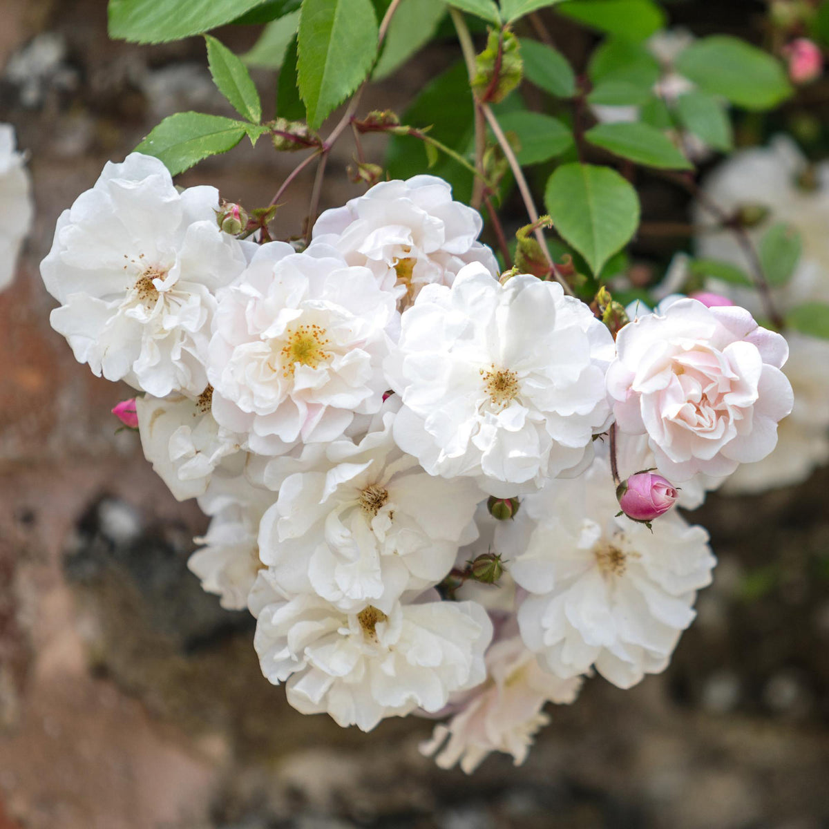Light Pink Roses | David Austin Roses
