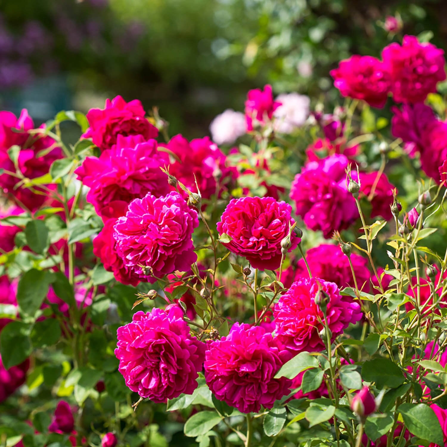 Inglish Roses Thomas à Becket (Auswinston) | English Shrub Rose | David Austin Roses