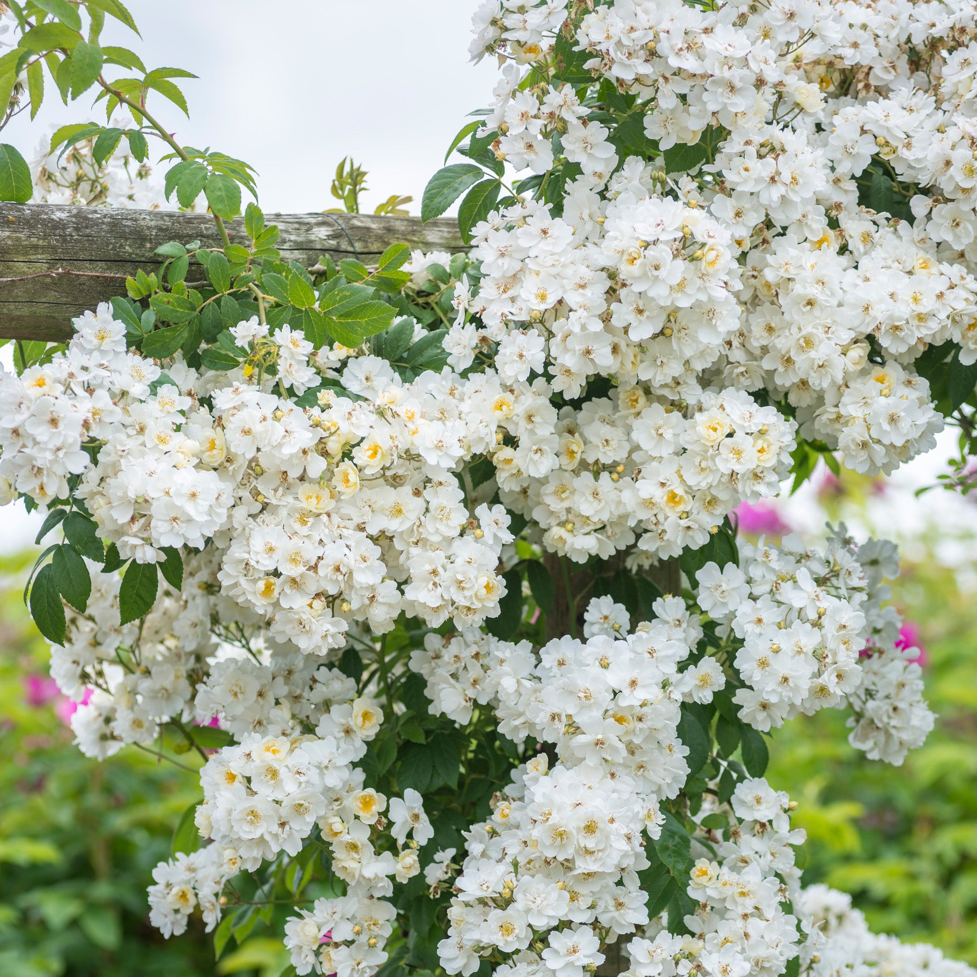 Rambling Rector