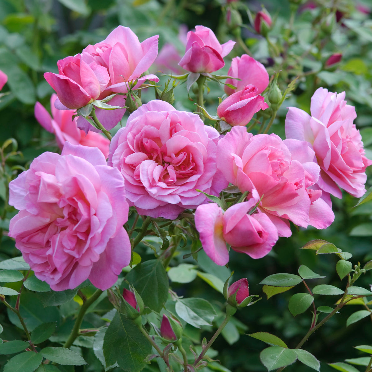 Hyde Hall (Ausbosky) | English Shrub Rose | David Austin Roses