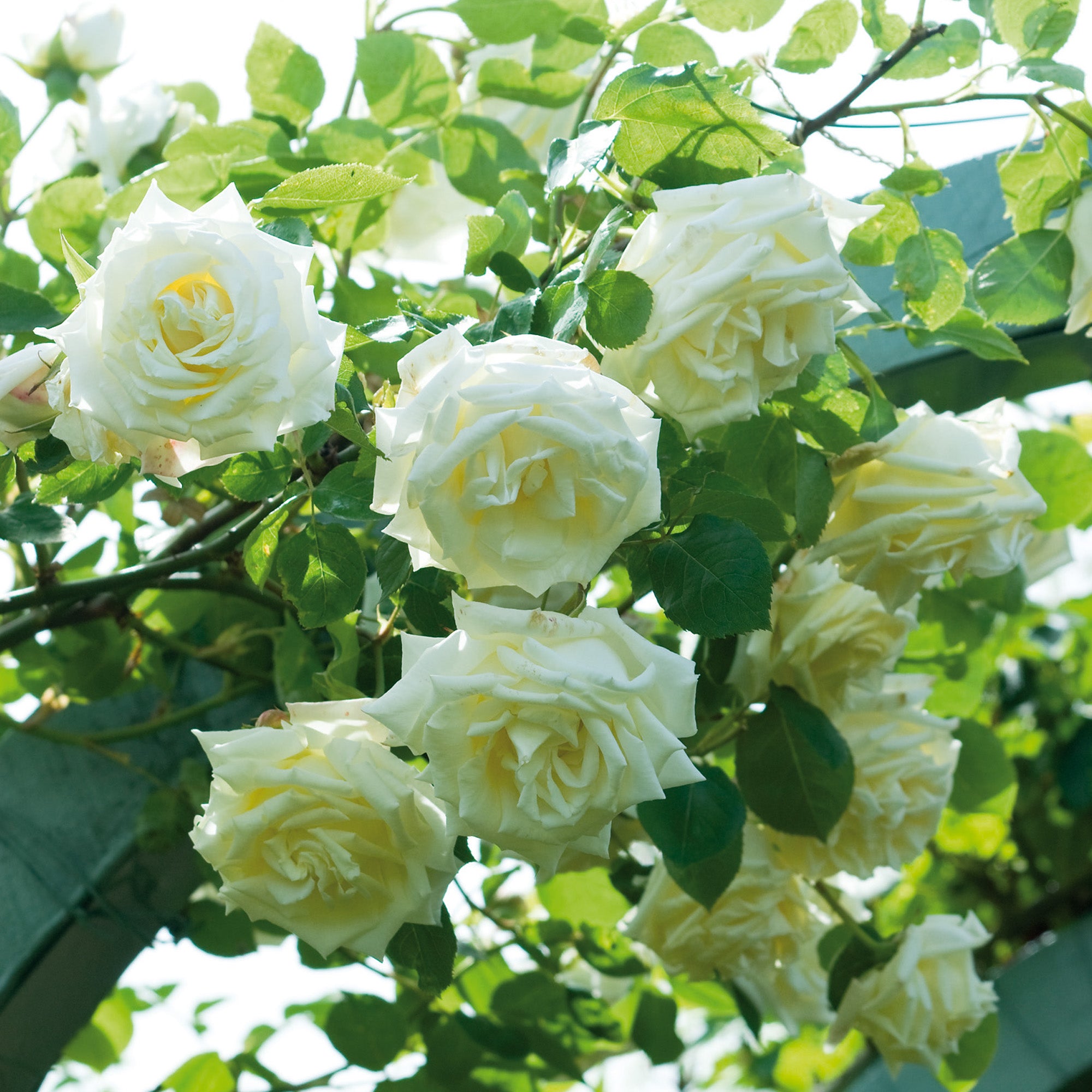 Paul's Lemon Pillar | Climbing Rose | David Austin Roses