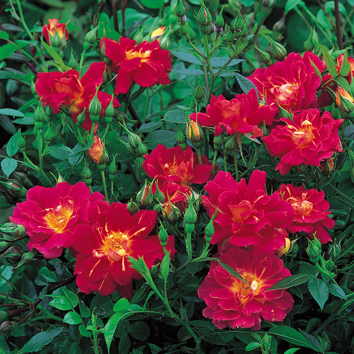 Mini Sweetheart Roses Little Flirt | Miniature Rose | David Austin Roses